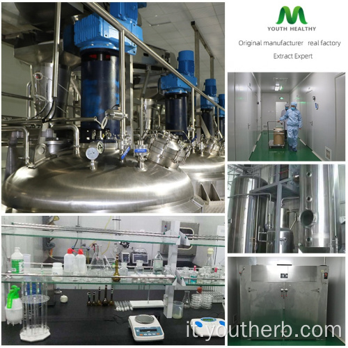 10% withanolides Ashwagandha radice di estratto in polvere